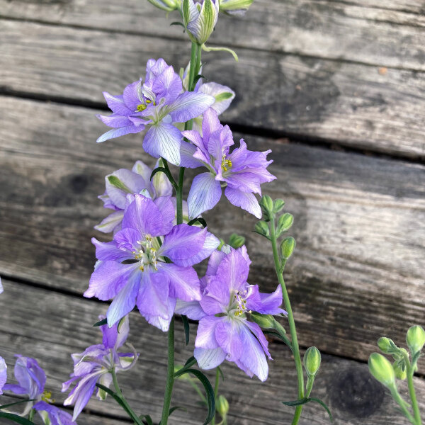 Pied-d’alouette des champs Blue Bell (Consolida ajacis) graines
