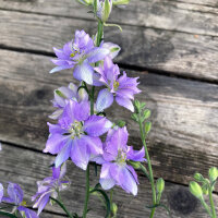 Pied-d’alouette des champs Blue Bell (Consolida...