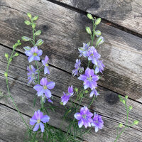 Pied-d’alouette des champs Blue Bell (Consolida...