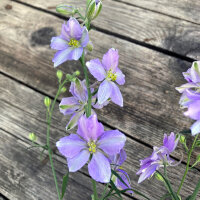 Pied-d’alouette des champs Blue Bell (Consolida ajacis) graines