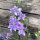 Pied-d’alouette des champs Blue Bell (Consolida ajacis) graines