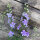 Pied-d’alouette des champs Blue Bell (Consolida ajacis) graines