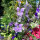 Pied-d’alouette des champs Blue Bell (Consolida ajacis) graines