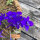 Pied-d’alouette des champs Blue Spire  (Consolida ajacis) graines