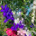 Pied-d’alouette des champs Blue Spire  (Consolida ajacis) graines