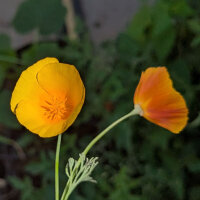 Pavot de Californie Ballerina Mix (Eschscholzia californica) graines