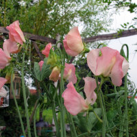 Pois de senteur rose pâle ‘Mollie...