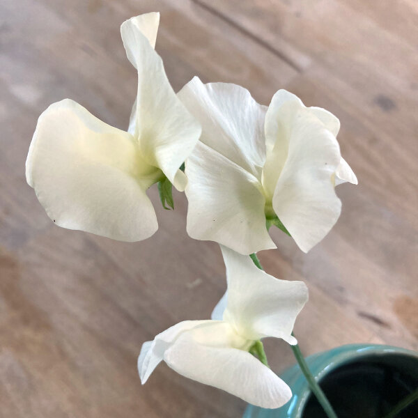 Pois de senteur blanc ‘Ice Cream’ (Lathyrus odoratus) graines