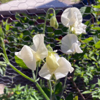 Pois de senteur blanc ‘Ice Cream’ (Lathyrus...