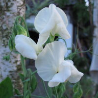 Pois de senteur blanc ‘Ice Cream’ (Lathyrus odoratus) graines