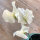 Pois de senteur blanc ‘Ice Cream’ (Lathyrus odoratus) graines