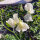 Pois de senteur blanc ‘Ice Cream’ (Lathyrus odoratus) graines