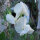 Pois de senteur blanc ‘Ice Cream’ (Lathyrus odoratus) graines