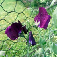 Pois de senteur rouge bordeaux Beaujolais (Lathyrus...