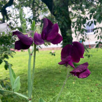 Pois de senteur rouge bordeaux Beaujolais (Lathyrus odoratus) graines