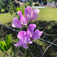 Pois de senteur lavande Lady Grisel Hamilton (Lathyrus odoratus) graines