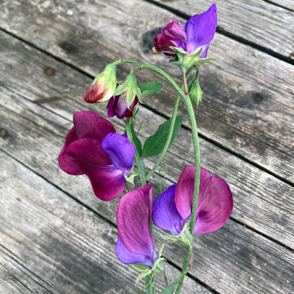 Pois de senteur bicolore ‘Matucana’ (Lathyrus odoratus) graines