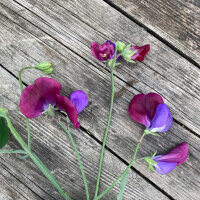 Pois de senteur bicolore ‘Matucana’ (Lathyrus odoratus) graines