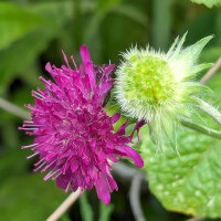 Scabieuse pourpre (Scabiosa atropurpurea) semences