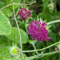 Scabieuse pourpre (Scabiosa atropurpurea) semences