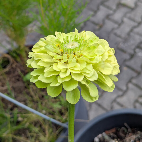 Zinnia Envy (Zinnia elegans) graines