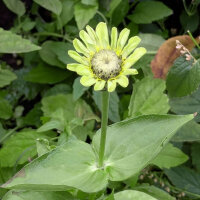 Zinnia Envy (Zinnia elegans) graines