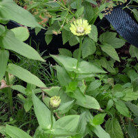 Zinnia Envy (Zinnia elegans) graines