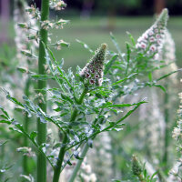 Réséda blanc (Reseda alba) semences