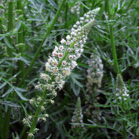 Réséda blanc (Reseda alba) semences