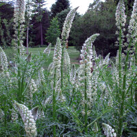 Réséda blanc (Reseda alba) semences