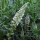 Réséda blanc (Reseda alba) semences