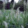 Réséda blanc (Reseda alba) semences