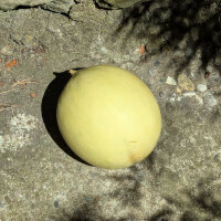 Melon Oliwin  (Cucumis melo) graines