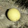 Melon Oliwin  (Cucumis melo) graines