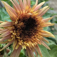 Tournesol rose antique ‘Astra Rose’ (Helianthus annuus) graines