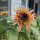 Tournesol rose antique ‘Astra Rose’ (Helianthus annuus) graines