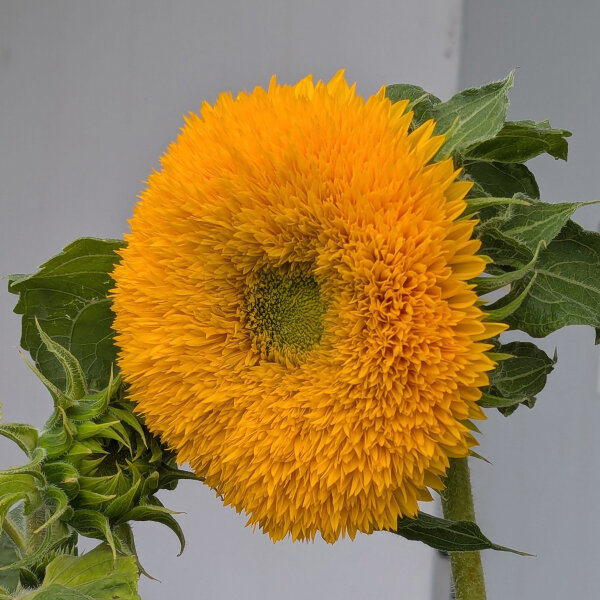 Tournesol double Tall Sungold (Helianthus annuus) graines