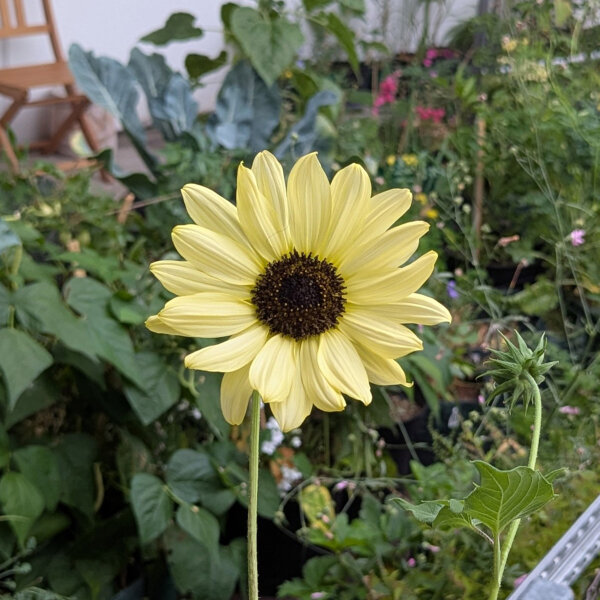 Tournesol jaune pâle Vanilla Ice  (Helianthus debilis) graines