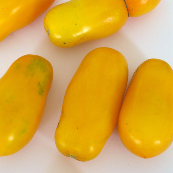 Tomate buissonnante jaune Banana Legs (Solanum lycopersicum) graines