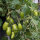 Tomate buissonnante jaune Banana Legs (Solanum lycopersicum) graines