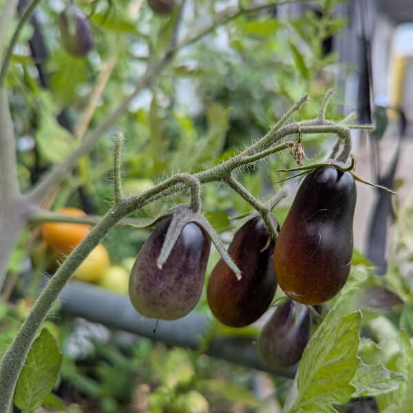 Tomate cocktail jaune-violet Indigo Pear Drops (Solanum lycopersicum)  graines