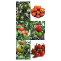 Tomates anciens - kit de graines