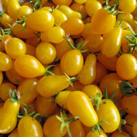Tomate cocktail jaune ‘Yellow Pear’ (Solanum...