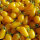 Tomate cocktail jaune ‘Yellow Pear’ (Solanum lycopersicum) graines
