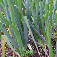 Ciboule White Lisbon (Allium cepa) graines