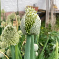 Ciboule White Lisbon (Allium cepa) graines
