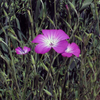 Nielle des blés (Agrostemma githago) semences
