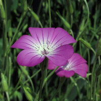 Nielle des blés (Agrostemma githago) semences