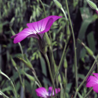 Nielle des blés (Agrostemma githago) semences