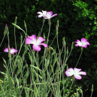 Nielle des blés (Agrostemma githago) semences